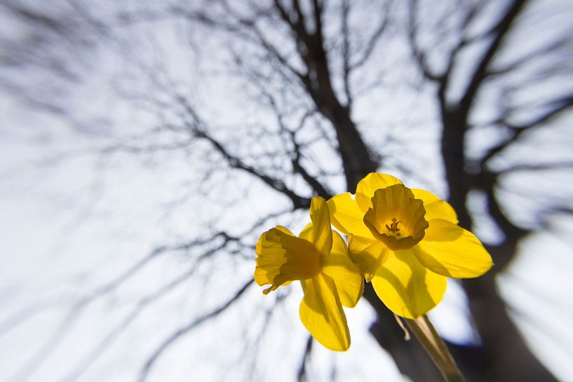 Narcis en boom van Niek Goossen