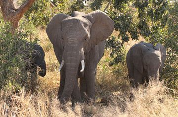 Olifantenfamilie in Zuid-Afrika