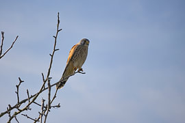 Roofvogel op een boom van Christina Neuhaus-Petrosino