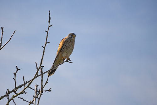 Roofvogel op een boom