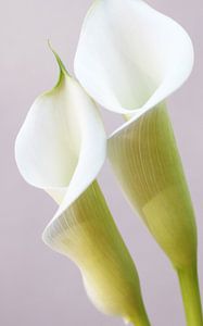 Calla von Augenblicke im Bild