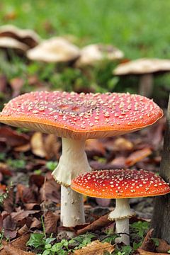 Toadstools van Dirk Rüter