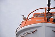 mouette sur un bateau de sauvetage par Jeroen Franssen Aperçu