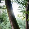 Ein schiefer Baum im Speulderbos von Jaimy Leemburg Fotografie