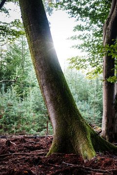 Een scheve boom in het Speulderbos van Jaimy Leemburg Fotografie