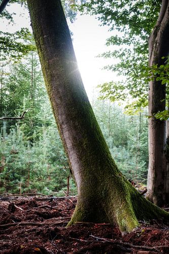 A crooked tree in the Speulderbos