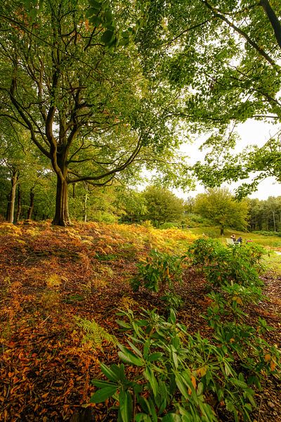 Forêt en automne par Dirk van Egmond