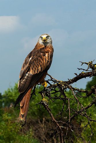 Cerf-volant rouge sur la Veluwe