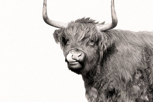 Schotse Hooglander (foto met olieverf uitstraling)