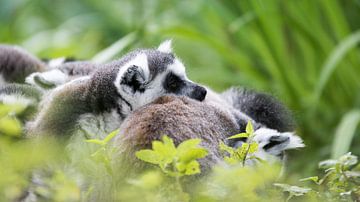 Madagascar aapjes sur Barend de Ronde