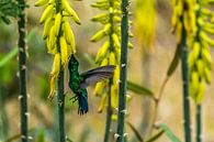 Zwartstaart kolibrie van Cor Pot thumbnail
