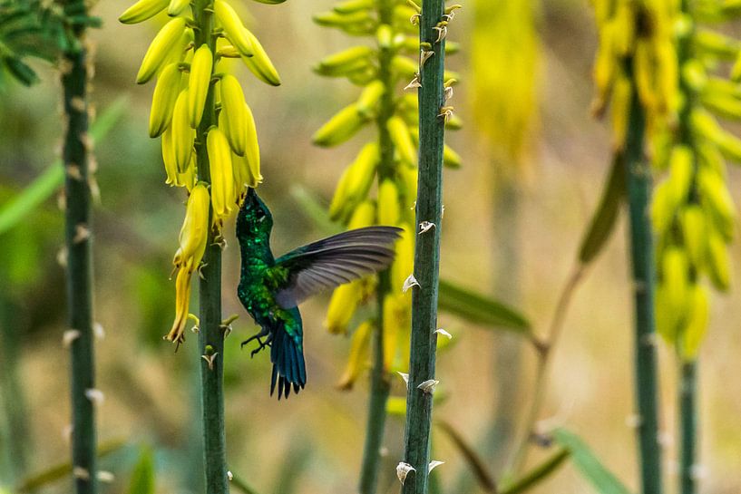 Zwartstaart kolibrie van Cor Pot