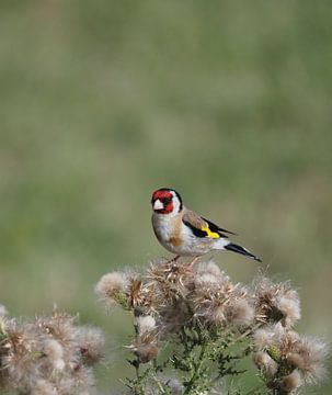 The Goldfinch, a famous bird! by Marjon Woudboer