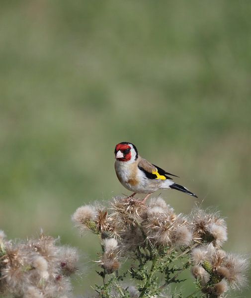 Het Puttertje, een beroemd vogeltje! van Marjon Woudboer