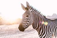 Zebra im Gegenlicht in Namibia von Felix Brönnimann Miniaturansicht