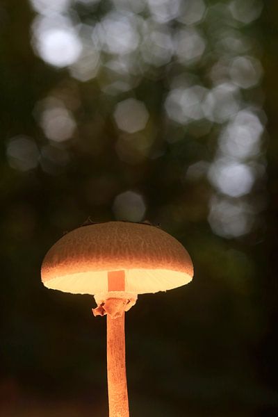 Fairytale mushrooms in the autumn forest by Thomas Jäger