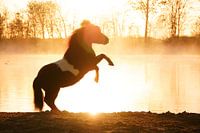 steigerend paard aan het water bij zonsopgang