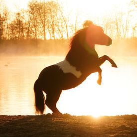 steigerend paard aan het water bij zonsopgang van Andrea Kawczynski
