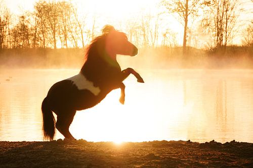 prancing horse on the water at sunrise