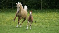 Merrie met veulen