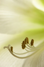 Floraler Minimalismus von Alberé de Ville