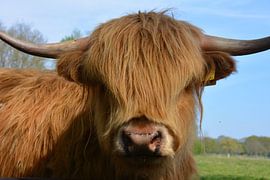 Imposant Highlander écossais sur My Footprints