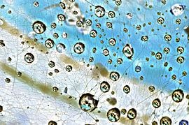 The Network van De Rover