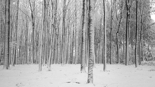 Winter in Limburg II