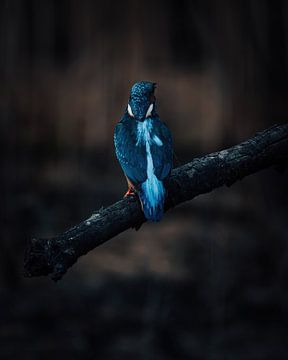 Photo of a kingfisher's back by Glenn Slabbinck