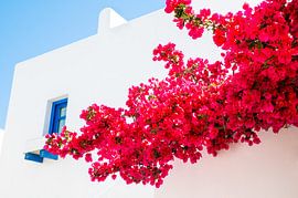 Greek Bougainvillea