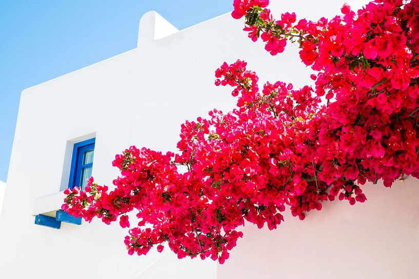 Griechische Bougainvillea von Mediterranean Blue