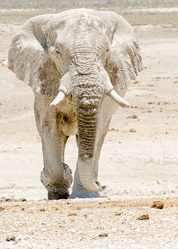 Olifant ontmoeting van Jeroen Kleverwal