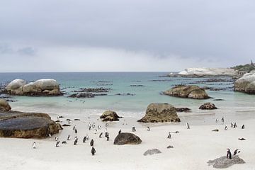 View of Boulders Beach by Frits Schulte
