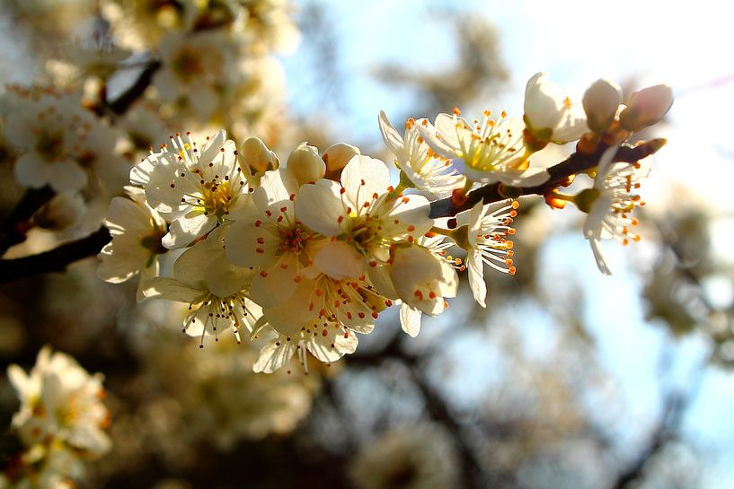 Blossom par Koolpics