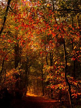 herfst kleuren bij avond.