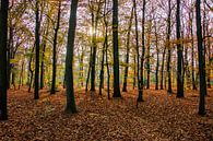 Autumn Forest by Jose Gieskes thumbnail