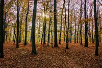 Autumn Forest