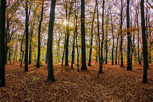 Herbstwald von Jose Gieskes