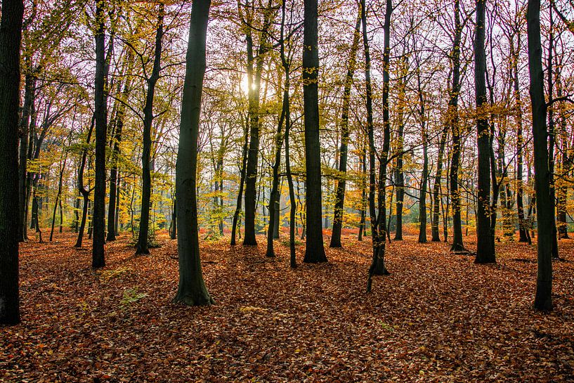 Autumn Forest by Jose Gieskes