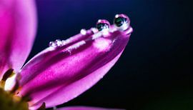 Bloemen met regendruppels