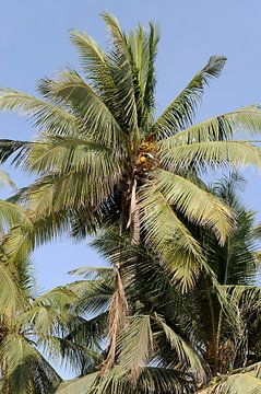 Date palm near Salalah by Alphapics