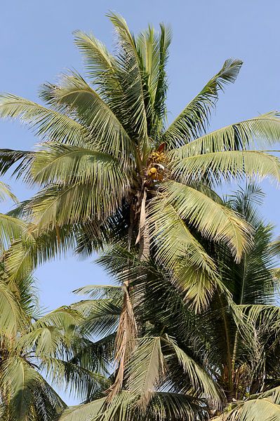 Date palm near Salalah by Alphapics