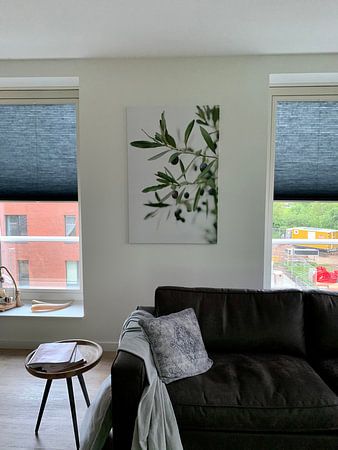 Olivenbaum | Olivenzweige | Botanisches Foto