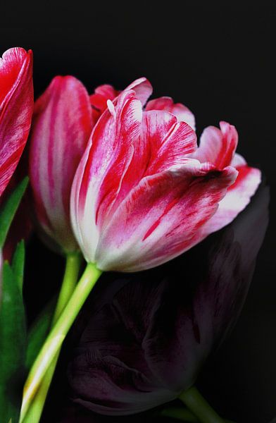 Tulpen bicolor von Roswitha Lorz