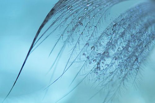 Eine Feder mit Tropfen aus türkisfarbenem Zinn.