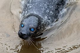Robbe blaue Augen von Steven Dijkshoorn