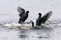 Quarrel
