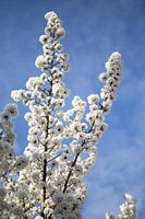 White blossom tree