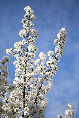 Tree blossom and blue sky van Diana Bodnarenco