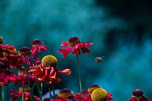 Flowers and a bee von Nathan Okkerse